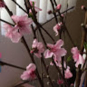 Meet your Posher, Tonya